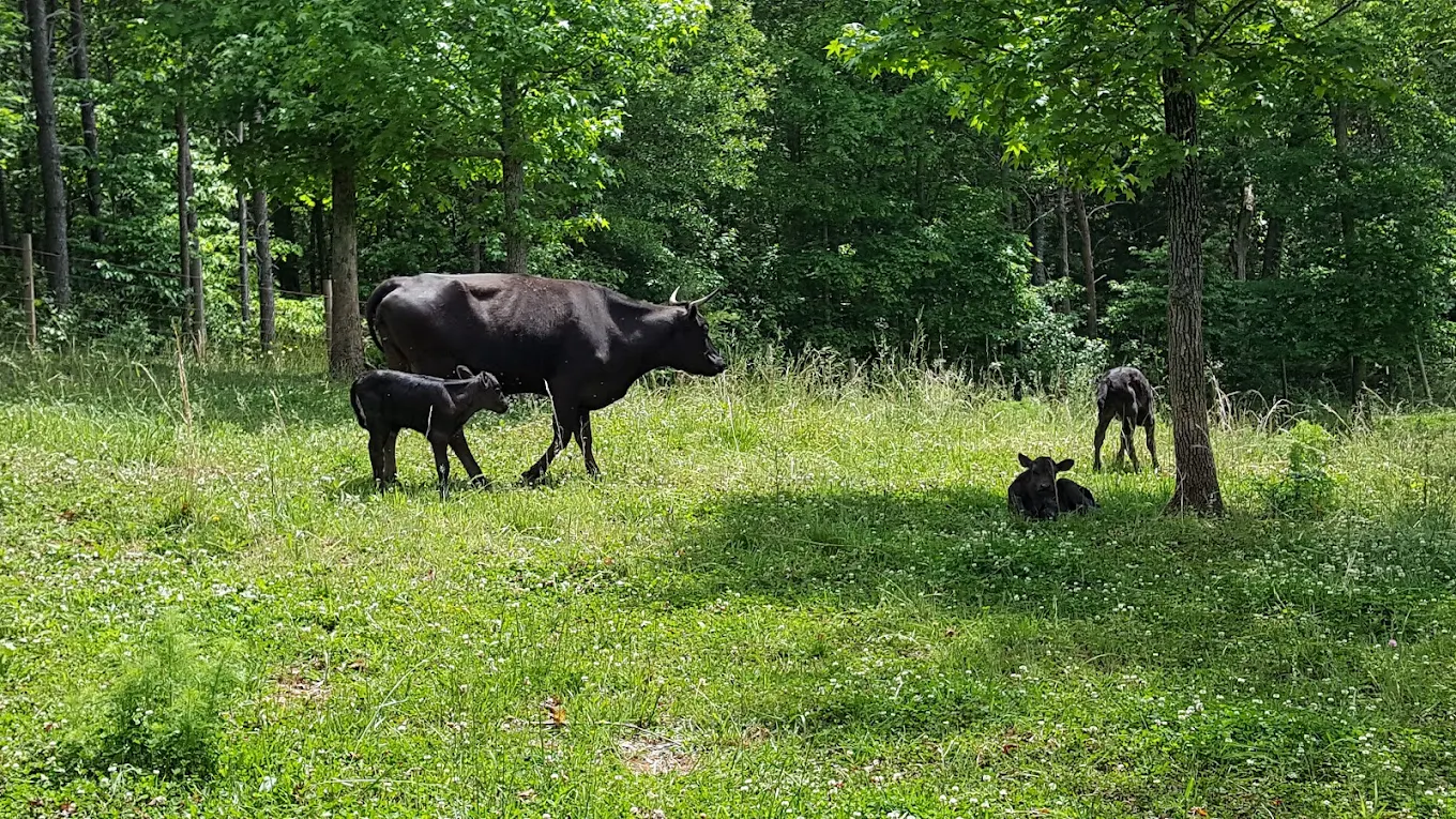 Cows on property
